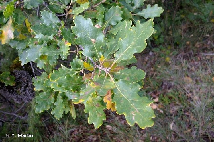 Feuilles de chêne sessile
