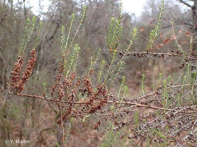 Bruyère à balais