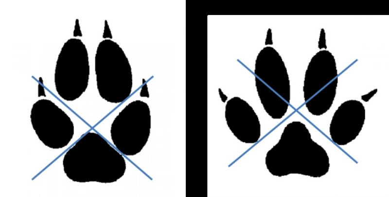 empreintes renard VS chien