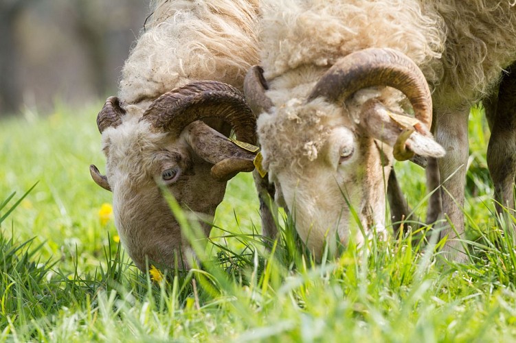 Elevage de brebis basco béarnaises à la Ferme Bidalot à Issor
