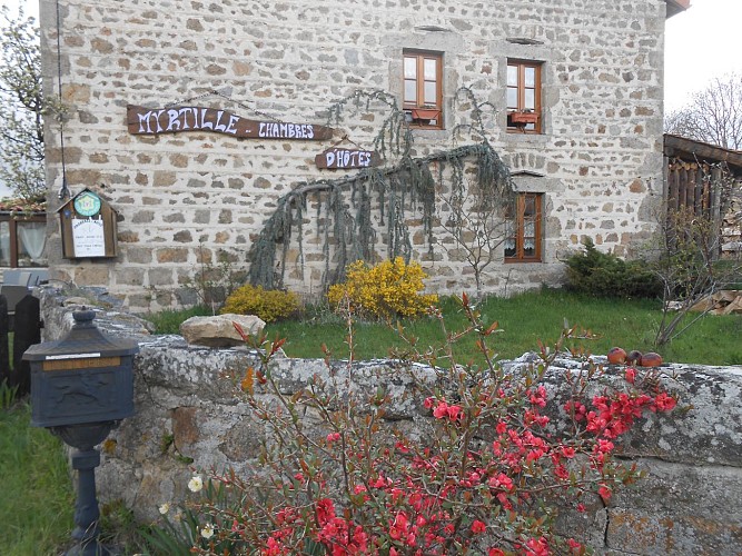 Myrtille