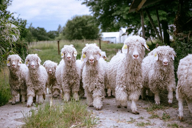 Argelos ferme Laneya troupeau crédit Terramna