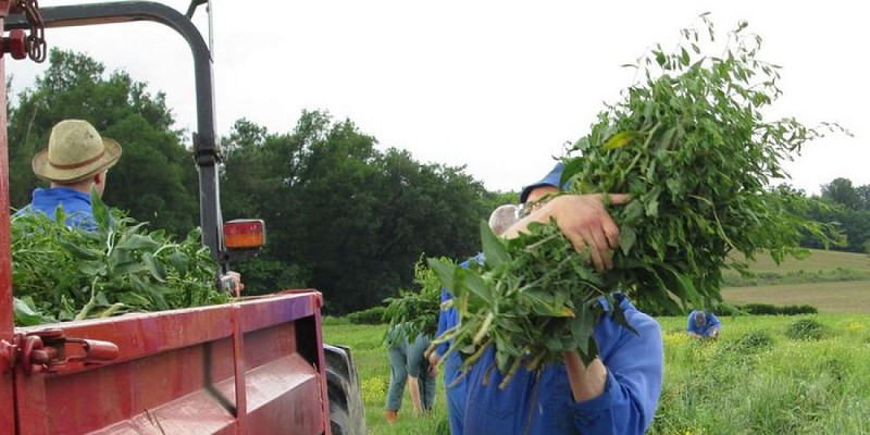 récolte de la plante de maylis