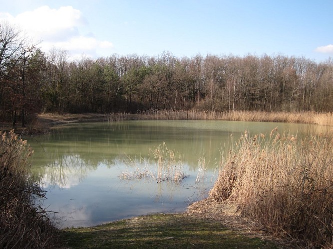 Etang de Colovrex, ENS de l'Ain
