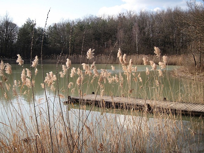 Etang de Colovrex, ENS de l'Ain
