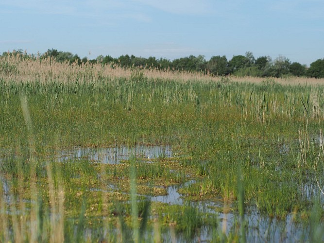 Espace Naturel Sensible de la Tourbière de Charamel