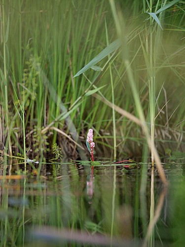 Espace Naturel Sensible de l'étang de Chalignieu
