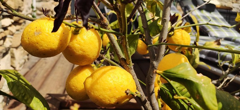 Le Lemon Tree