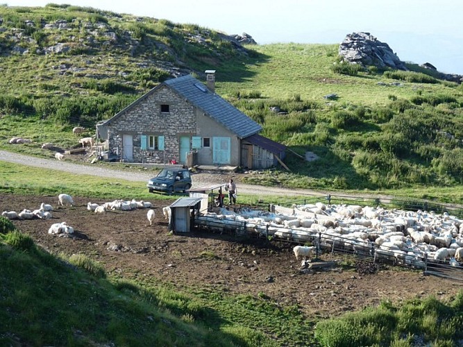 Brebis en estive à La Pierre Saint-Martin
