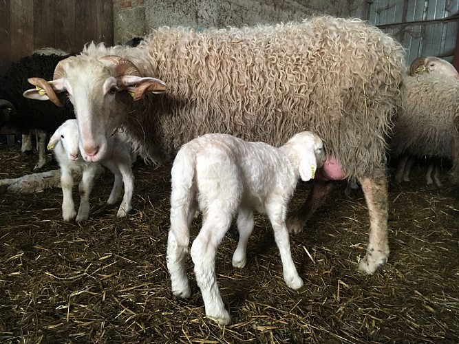 Naissance des agneaux au mois de novembre