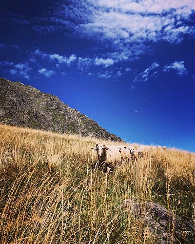 Estive de Gaziès en vallée d'Ossau