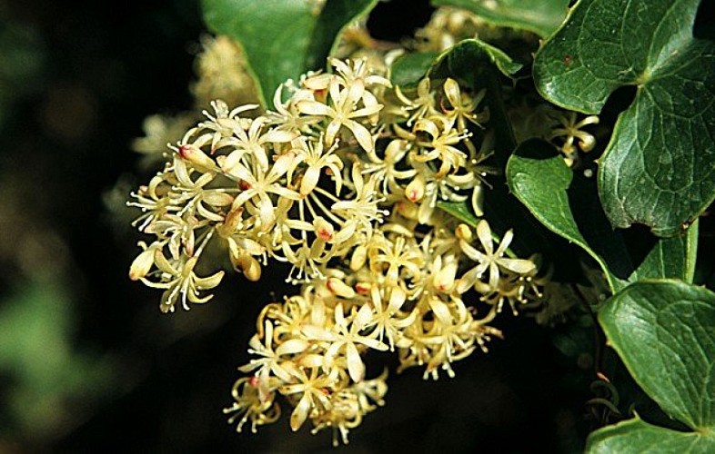 Salsepareille en fleurs