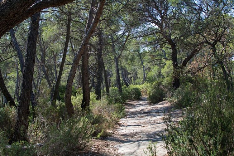 Forêt de Pins d'Alep
