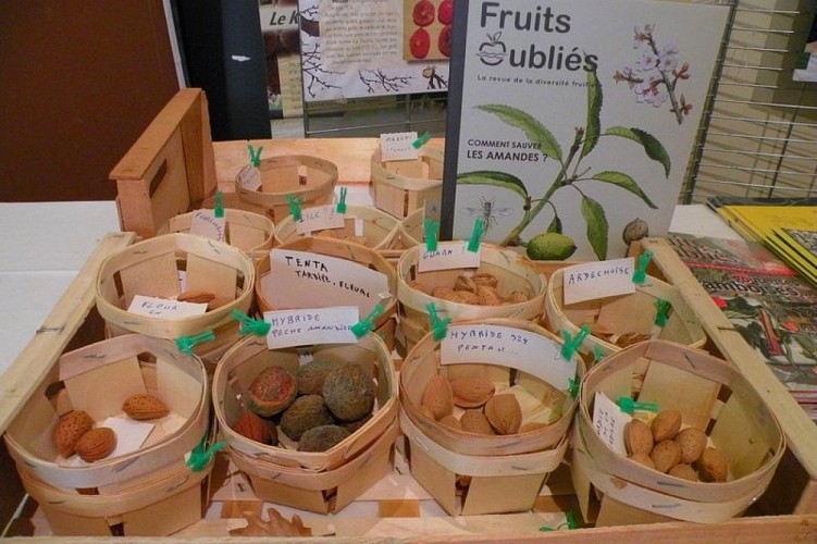 Variétés d'espèces d'amendes