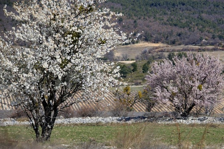 Amandiers en fleurs