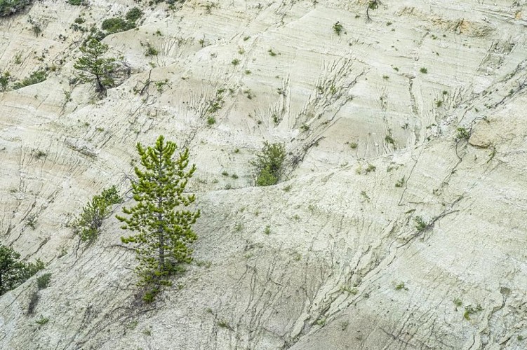 Argiles blanches sableuses