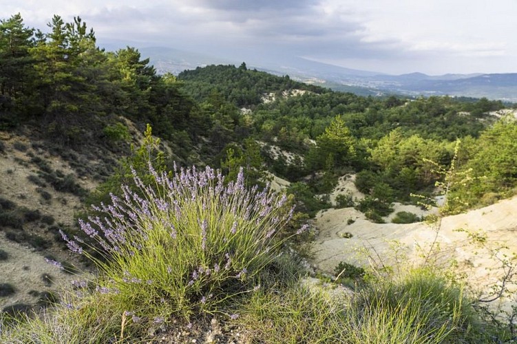 Lavandes et argiles blanches sableuses