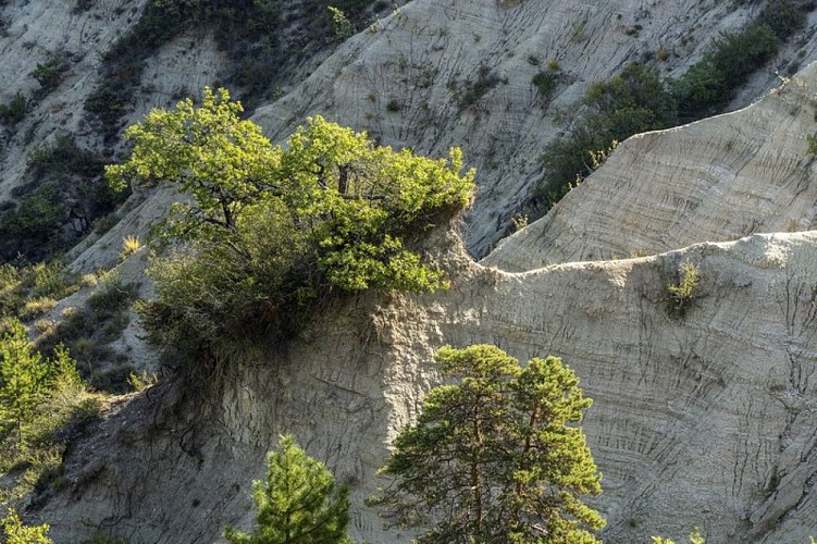 Argiles blanches sableuses