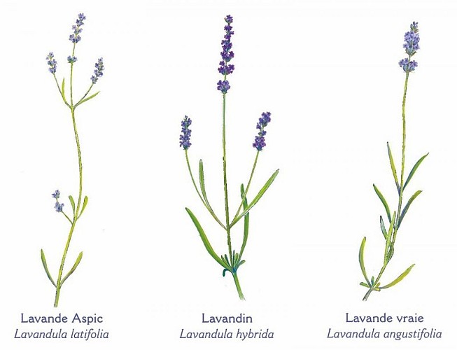 Illustration comparative