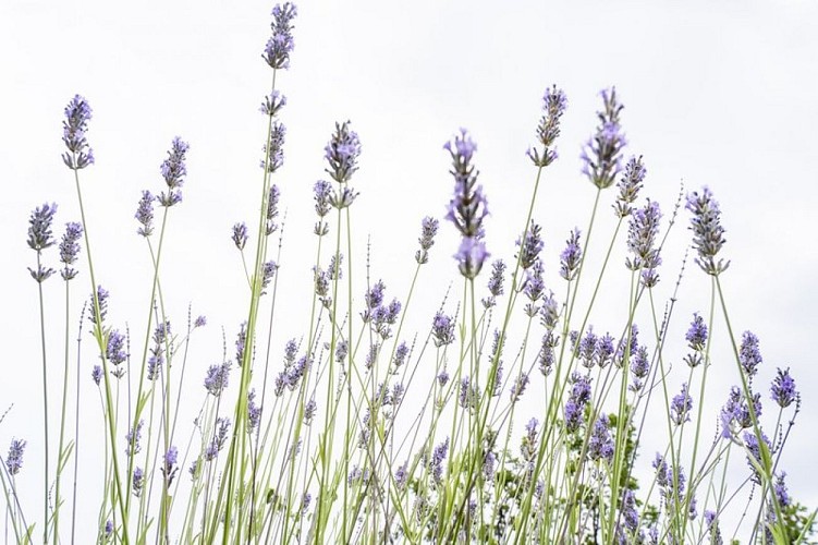 Lavande fine