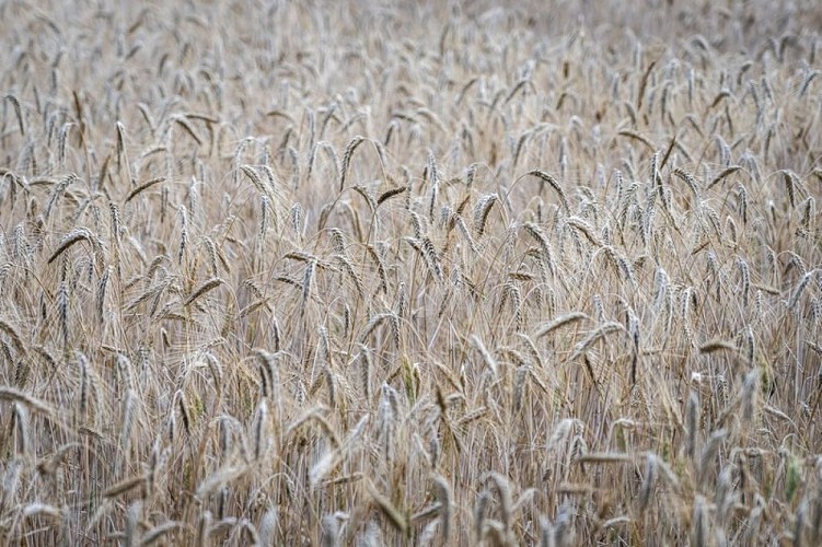 Culture de blé Meunier