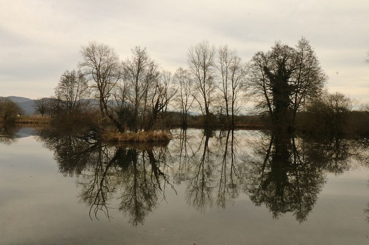 Espace Naturel Sensible de Bouvesse-Quirieu – Site des étangs Cotte