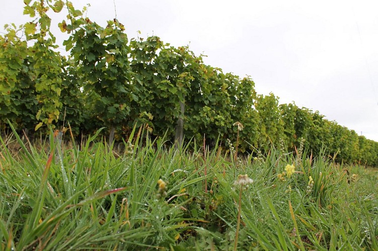 domaine-garnier-vin-valençay