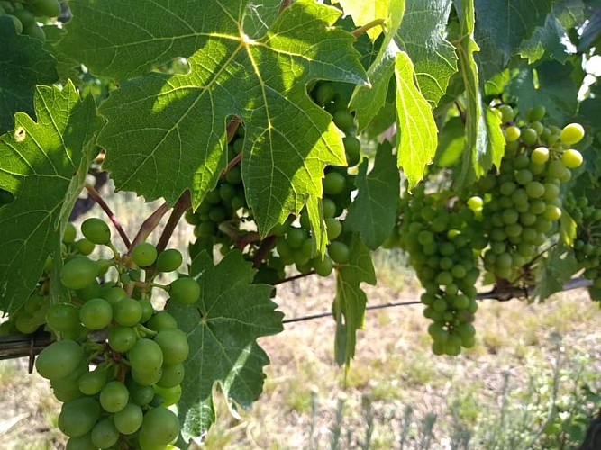 106398177_1677455479073098_8865370651884268245_n