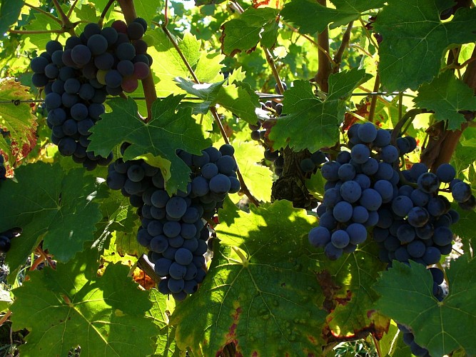 vin-valençay-domaine-garnier-reserve-de-chamberlin-