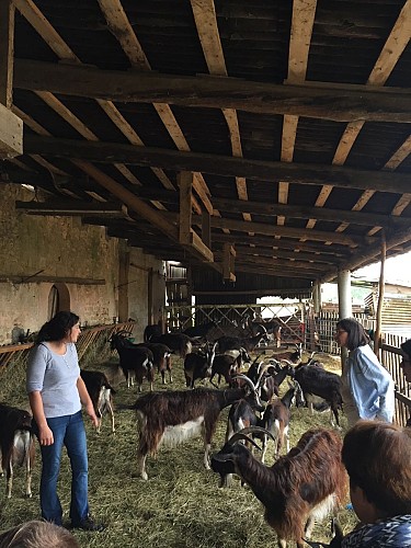 Visite de la chèvrerie Chez Paul et Pauline