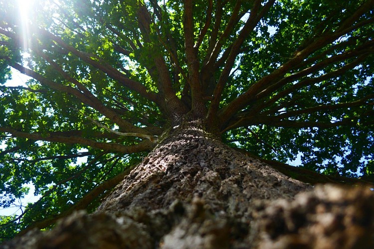 Arbre (illustration)