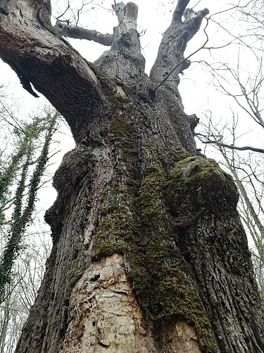 Chêne la Sentinelle