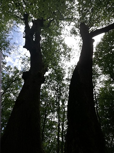 Les vestiges des chênes jumeaux