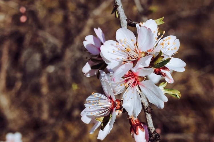 Fleurs d'amandier