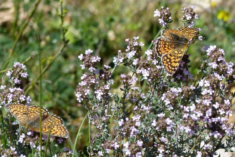 Papillon mélitée sur fleurs de thym