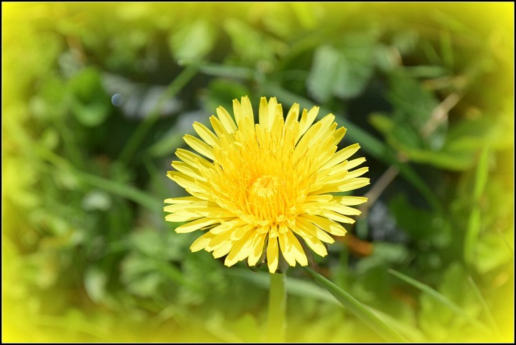 Fleurs Picardie Verte