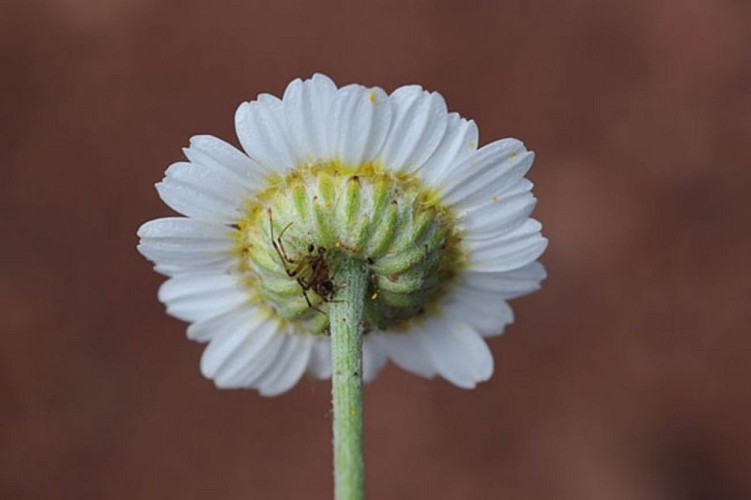 Anthémis de Gérard