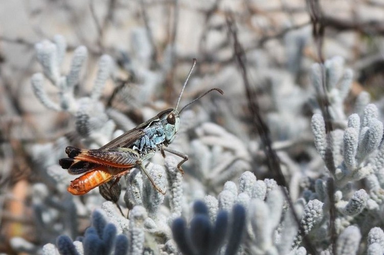 Gomphocère fauve-queue