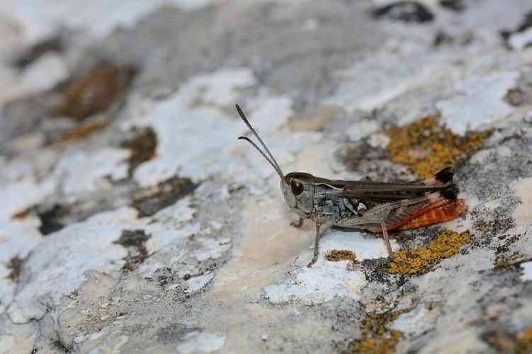 Gomphocère fauve-queue