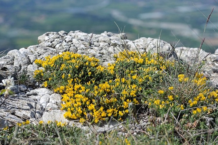 Lande à Genêt de Villars