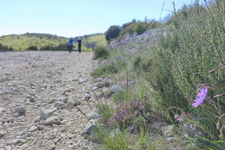 Sur la piste d'Auribeau