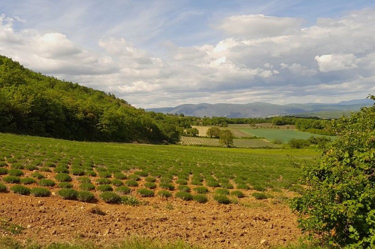 Champs d'Auribeau, habitat de la pie-grièche écorcheur