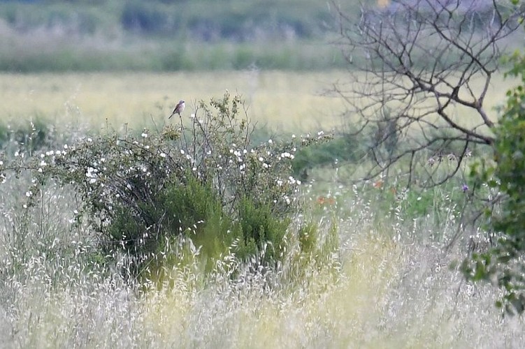 Pie-grièche écorcheur