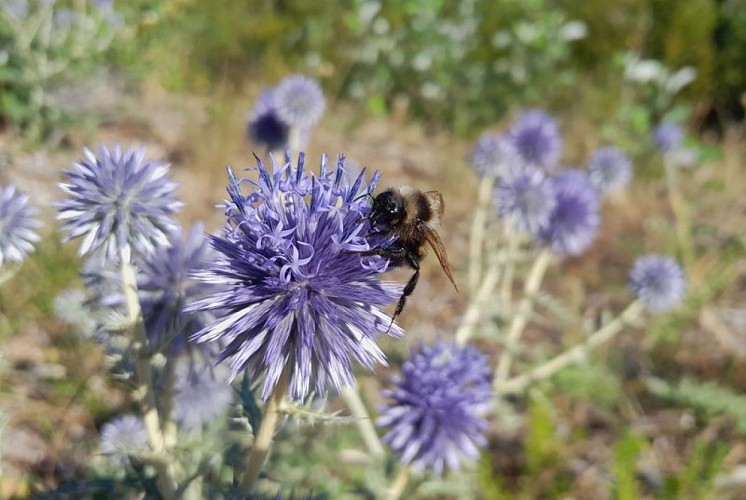 Abeille sur chardon bleu