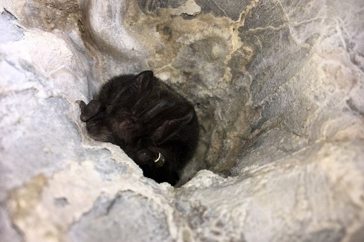 Barbastelle d'Europe dans un arbre creux