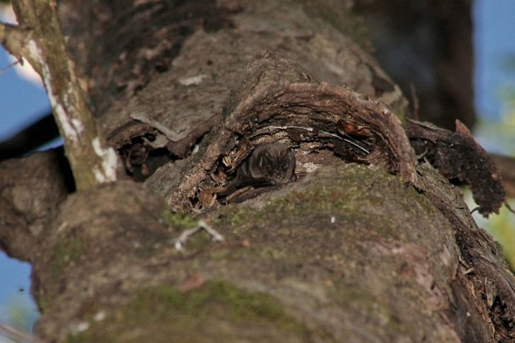 Barbastelle d'Europe sous une écorce