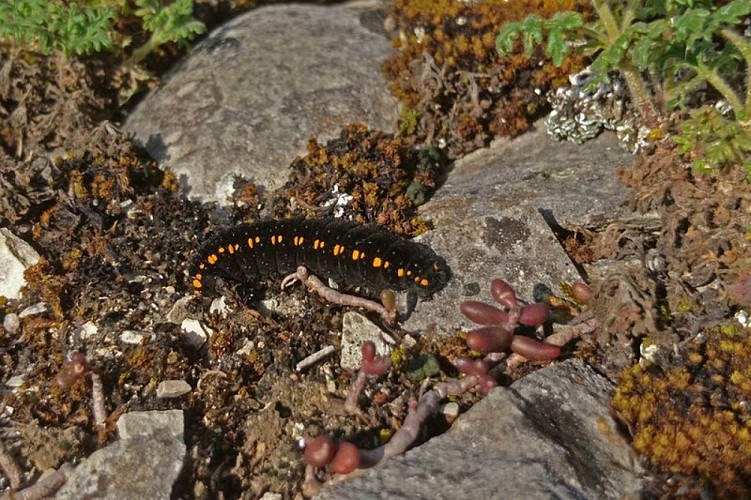 Chenille d'Apollon sur un milieu rocheux
