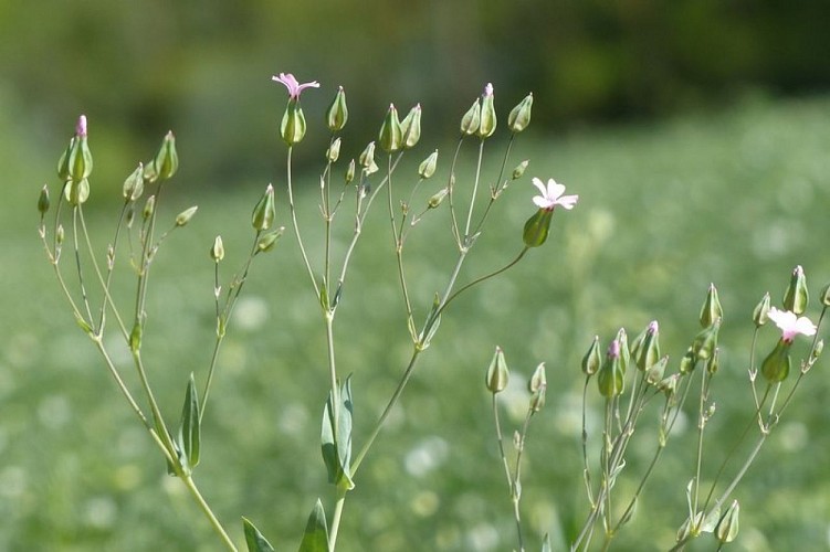 Vachère d'Espagne (Vaccaria hispanica)