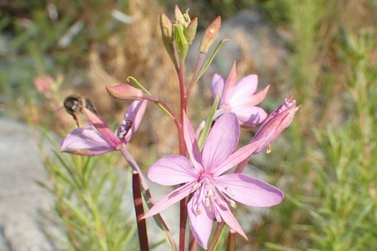 Épilobe à feuilles de romarin