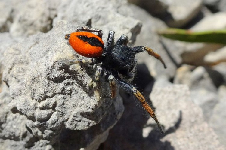 Saltique sanguinolent